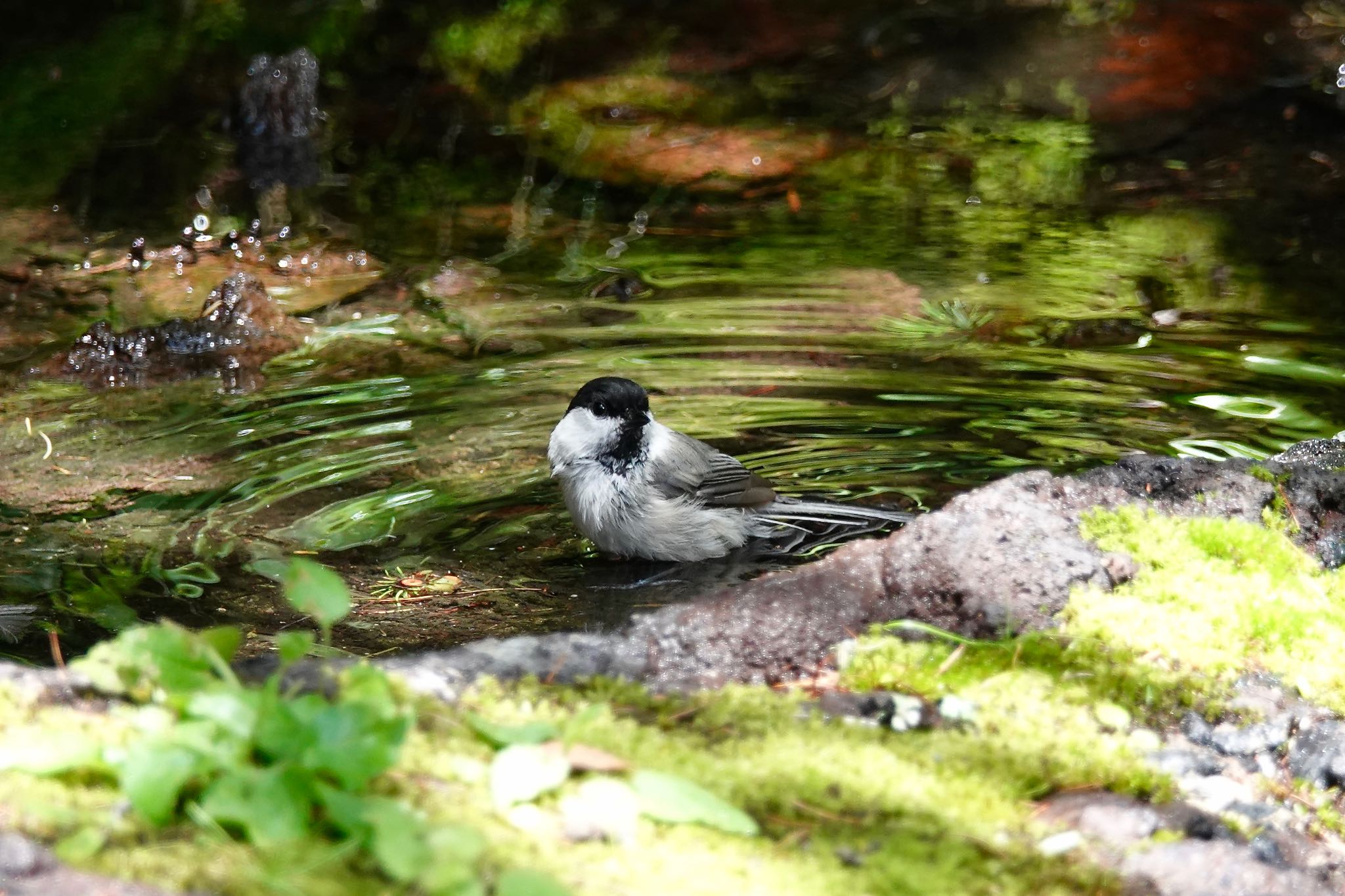 山梨県 コガラの写真 by のどか