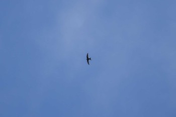 Pacific Swift Unknown Spots Sun, 9/17/2023