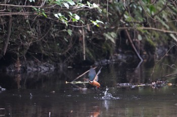 Common Kingfisher 愛鷹広域公園 Sun, 10/1/2023