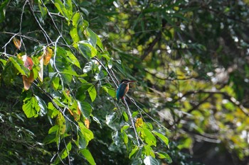 Common Kingfisher 愛鷹広域公園 Sun, 10/1/2023