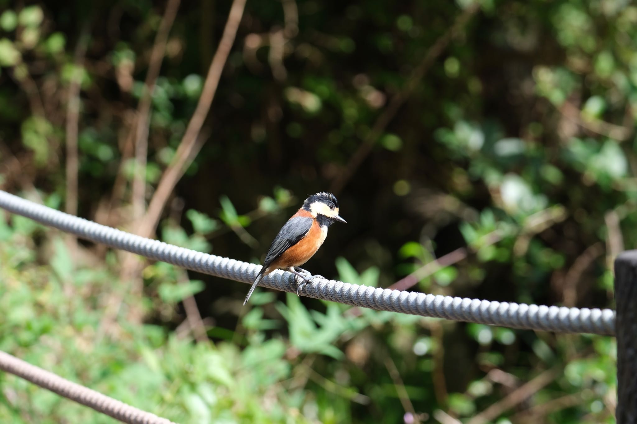 Varied Tit