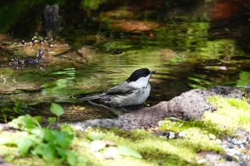 コガラ 山梨県 2018年7月31日(火)