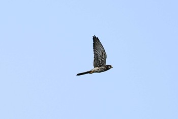 Common Kestrel 霞ヶ浦 Sat, 9/30/2023