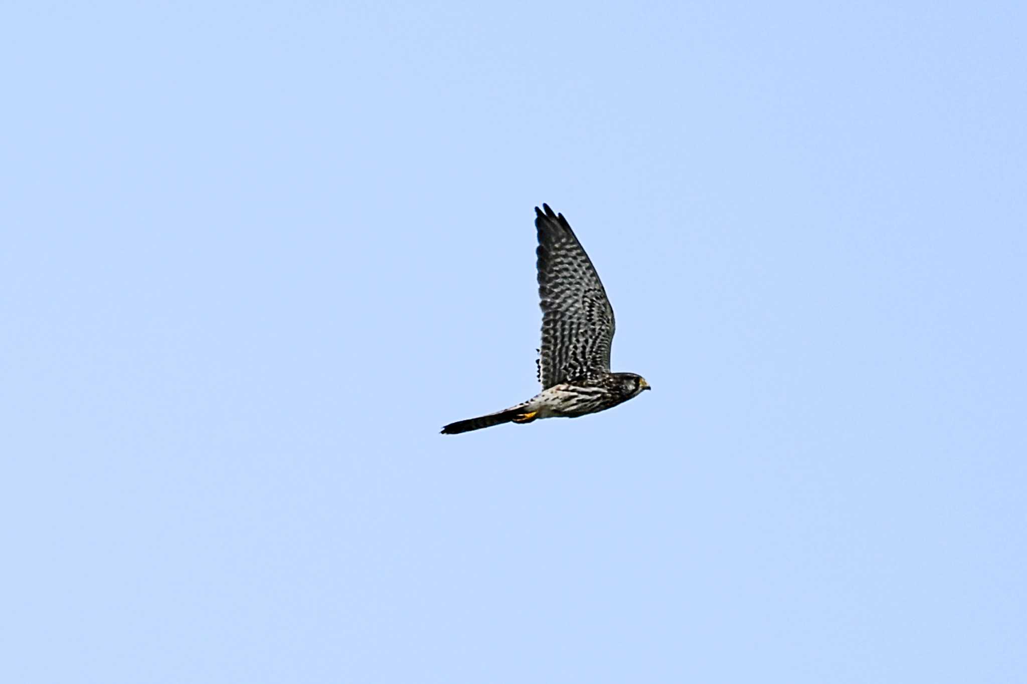 Photo of Common Kestrel at 霞ヶ浦 by Yokai