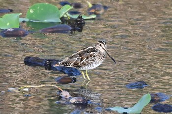 Common Snipe 霞ヶ浦 Sat, 9/30/2023