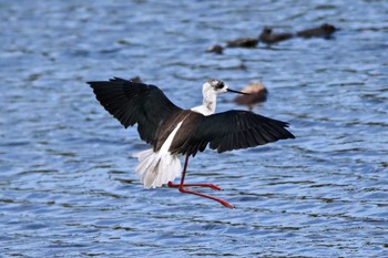 Black-winged Stilt 霞ヶ浦 Sat, 9/30/2023