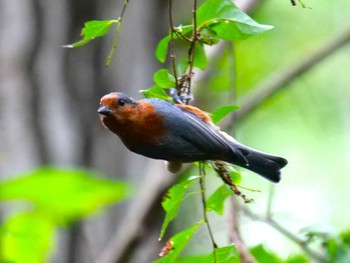 Varied Tit 東京 Sun, 10/1/2023