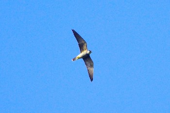 Eurasian Hobby 厚木七沢森林公園 Thu, 9/28/2023