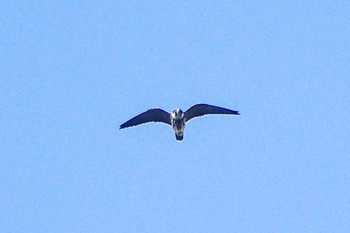 Eurasian Hobby 厚木七沢森林公園 Thu, 9/28/2023