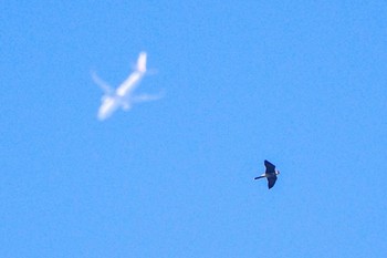 Eurasian Hobby 厚木七沢森林公園 Thu, 9/28/2023