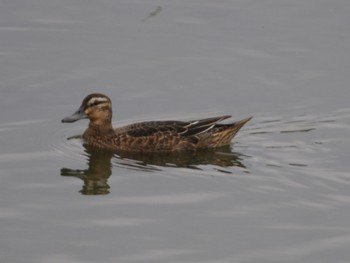 シマアジ 東京港野鳥公園 2023年9月30日(土)