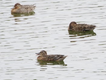 2023年9月30日(土) 東京港野鳥公園の野鳥観察記録