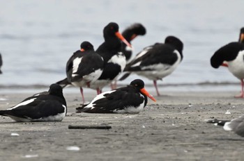 2023年10月1日(日) ふなばし三番瀬海浜公園の野鳥観察記録