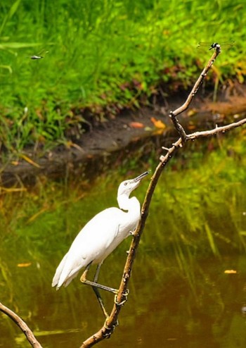 Great Egret Kasai Rinkai Park Wed, 7/19/2023