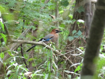 2023年10月1日(日) ウトナイ湖の野鳥観察記録