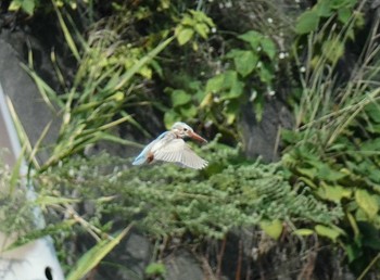 Common Kingfisher Unknown Spots Sun, 10/1/2023