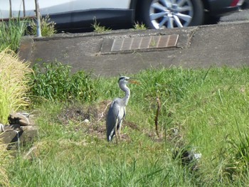 2018年9月17日(月) 恩田川(高瀬橋付近)の野鳥観察記録