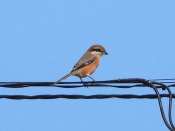 2023年9月30日(土) 上富良野町の野鳥観察記録