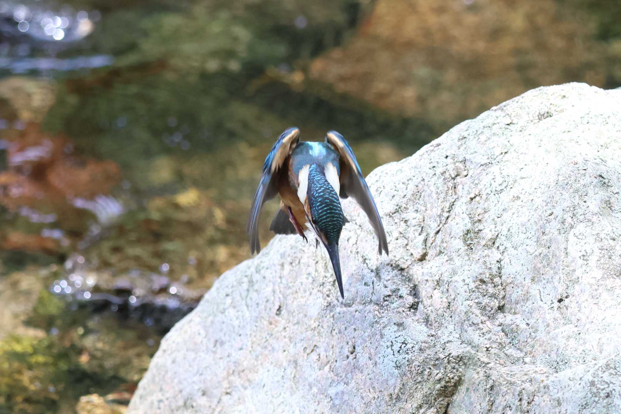 夙川のカワセミ