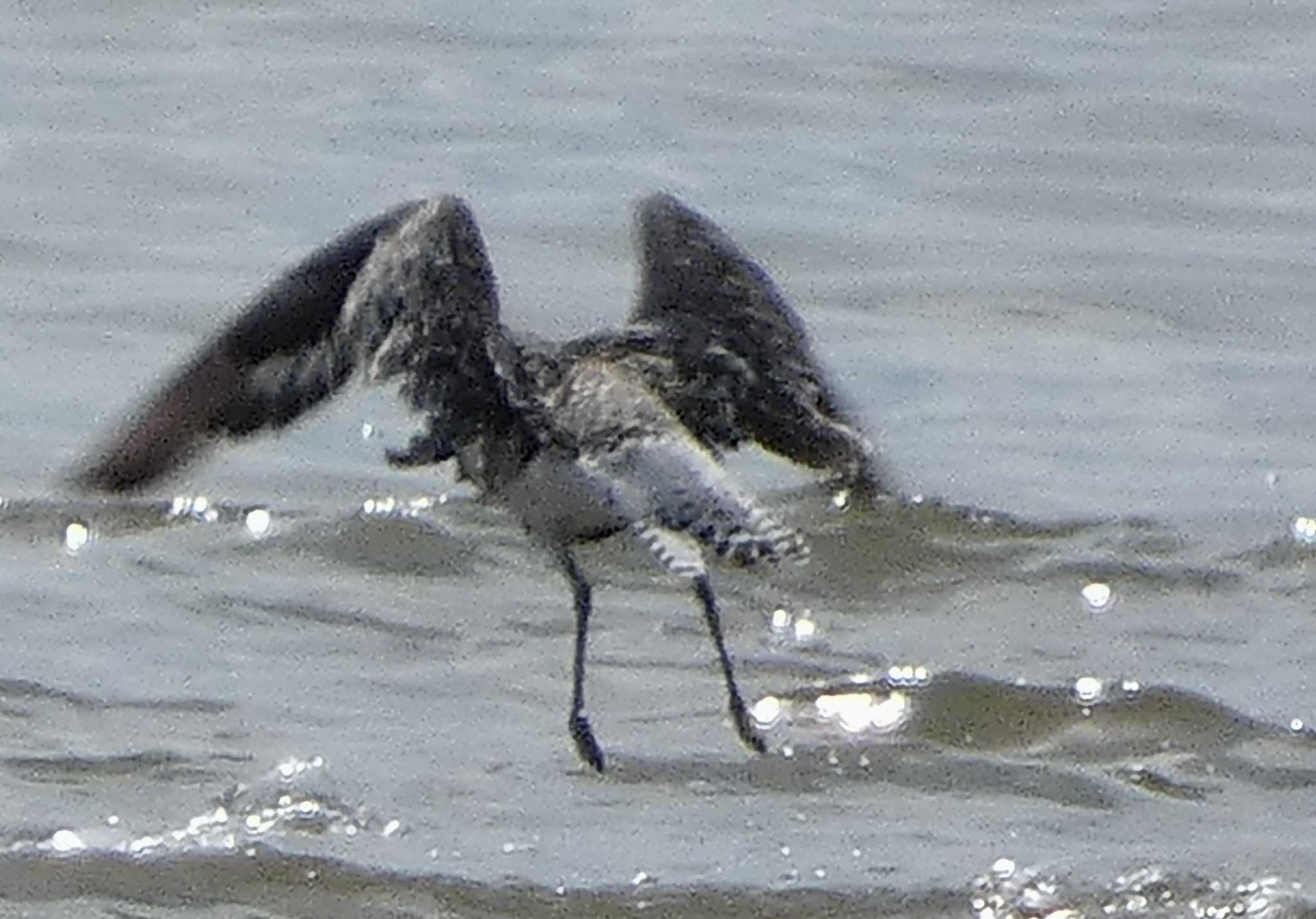 Photo of Grey Plover at Fujimae Tidal Flat by koshi