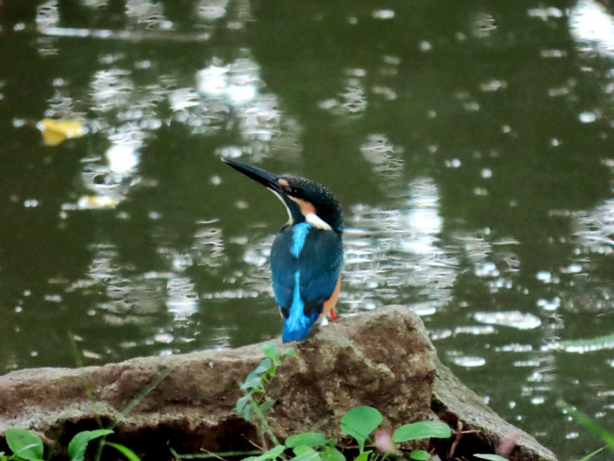 猿江恩賜公園 カワセミの写真