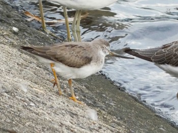 Terek Sandpiper 愛知県 Thu, 9/14/2023