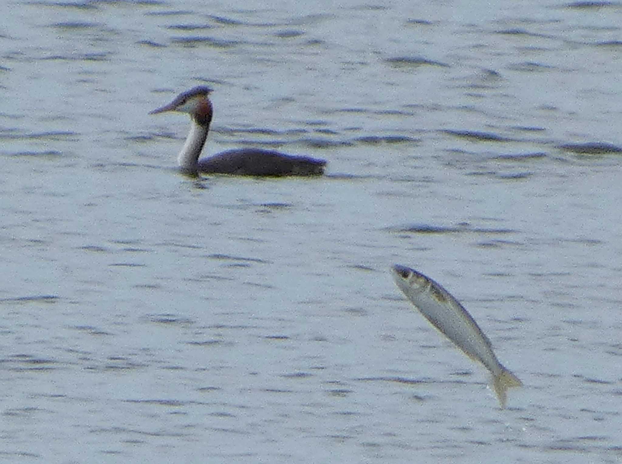 Great Crested Grebe