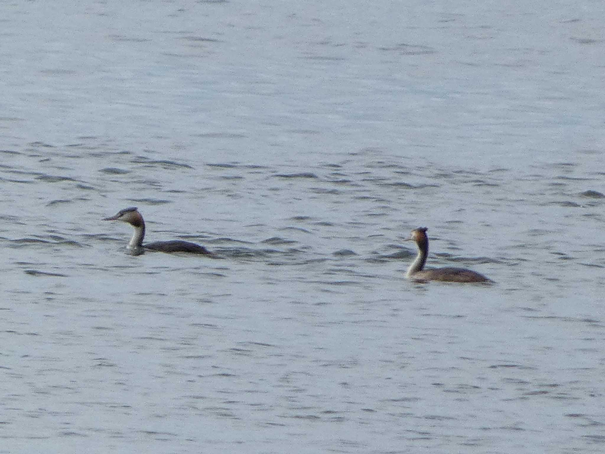 Great Crested Grebe