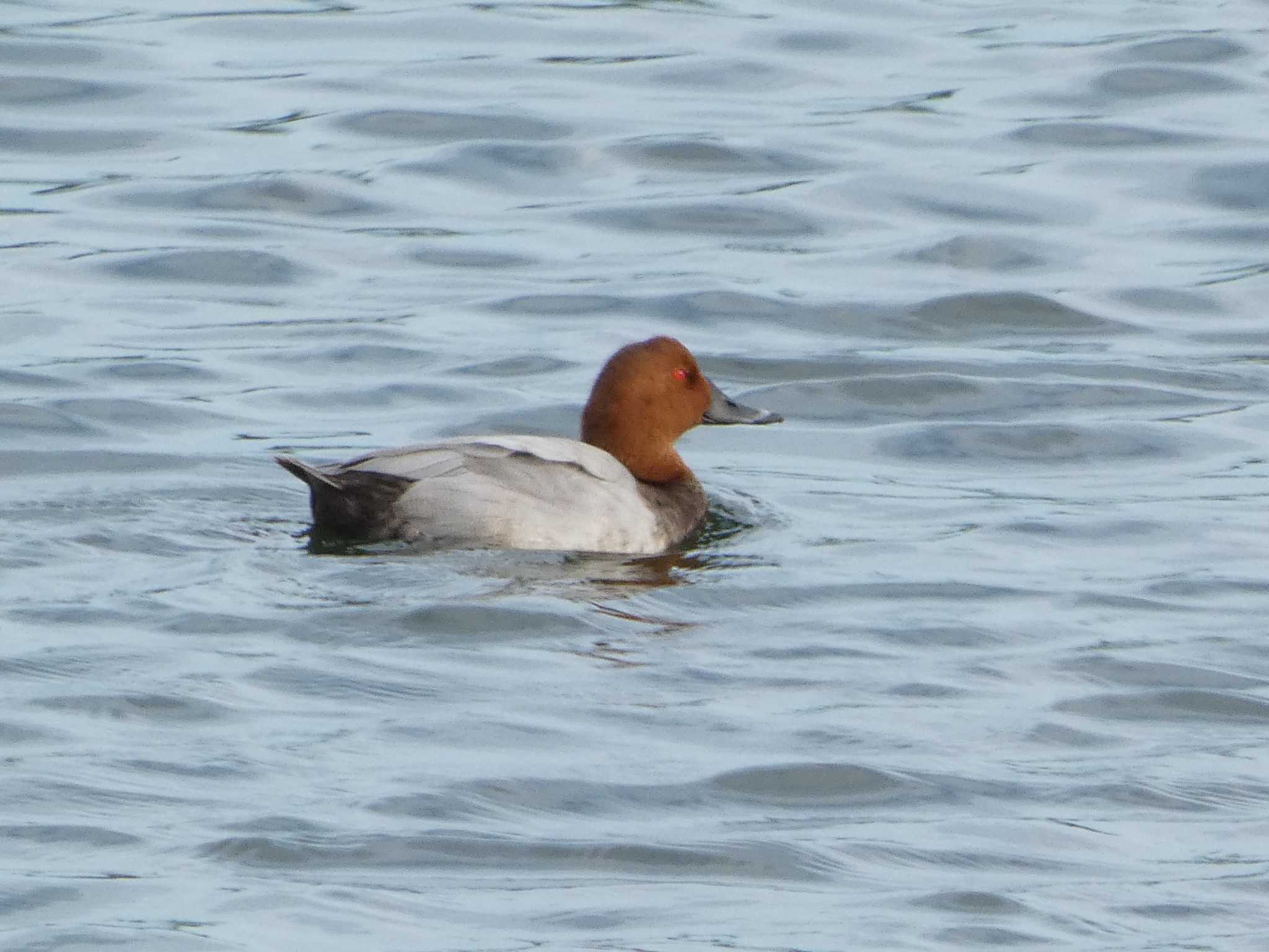 Eurasian Wigeon