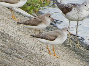 Terek Sandpiper 愛知県 Thu, 9/14/2023