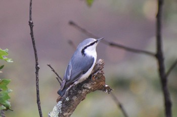 2023年9月28日(木) 道東の野鳥観察記録