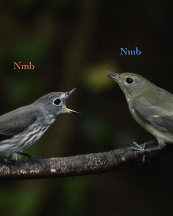 Grey-streaked Flycatcher Unknown Spots Unknown Date