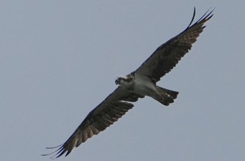 2023年10月1日(日) 大和川河口の野鳥観察記録