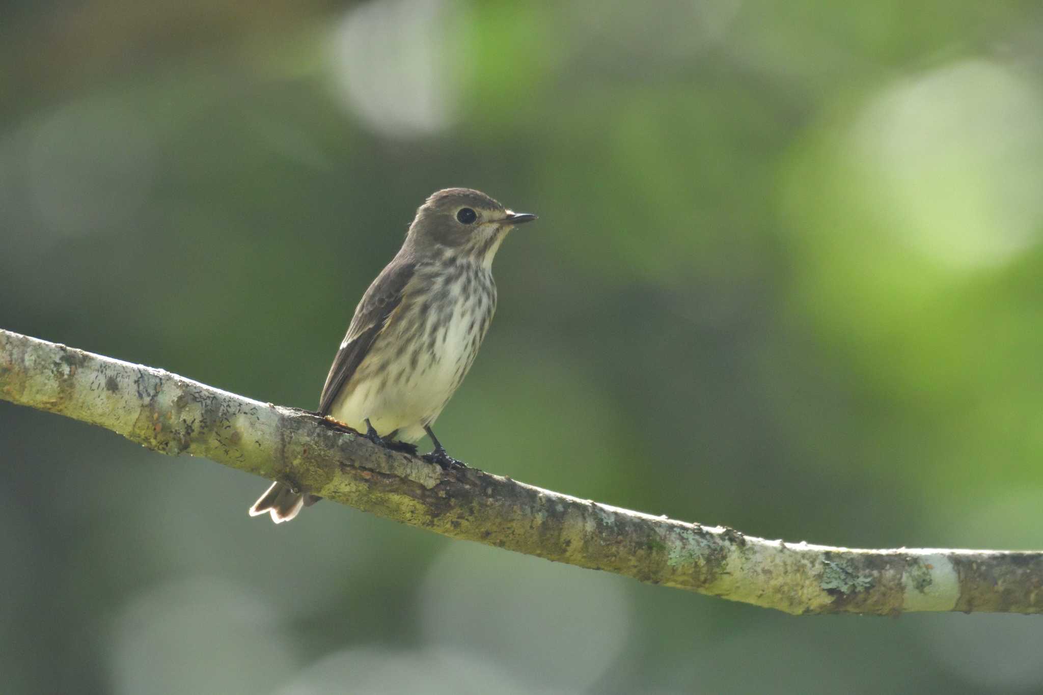 Grey-streaked Flycatcher