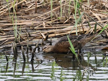 シマアジ 東京港野鳥公園 2023年10月1日(日)