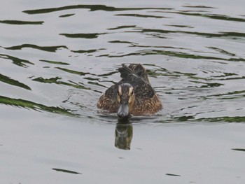 シマアジ 東京港野鳥公園 2023年10月1日(日)