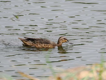 シマアジ 東京港野鳥公園 2023年10月1日(日)