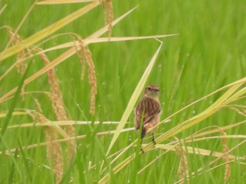 Sun, 10/1/2023 Birding report at 大久保農耕地