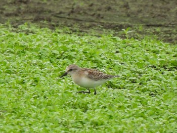 Red-necked Stint Isanuma Sat, 9/30/2023