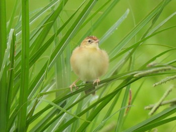 Zitting Cisticola 狭山湖堤防 Sun, 10/1/2023