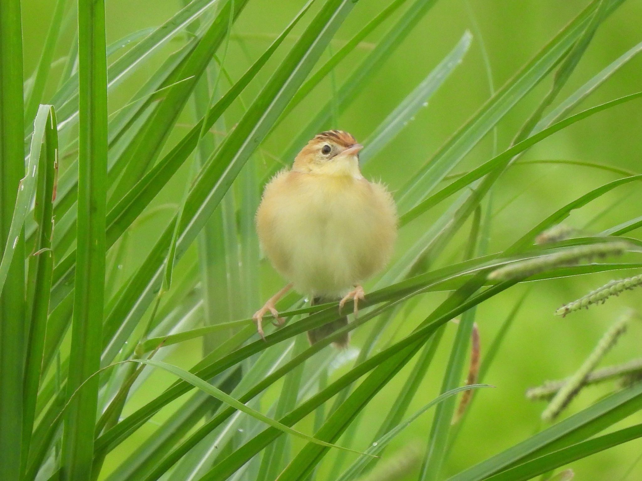 Photo of Zitting Cisticola at 狭山湖堤防 by amy