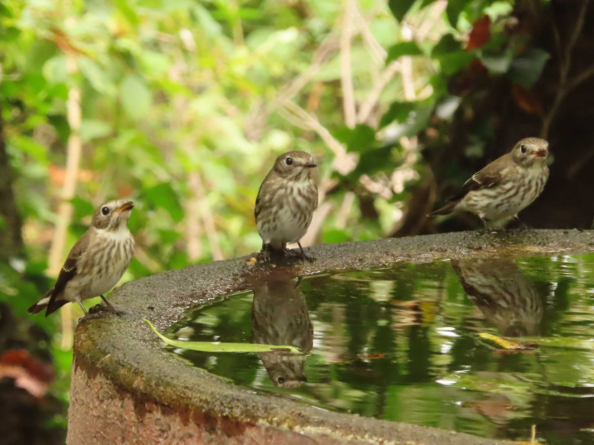 Grey-streaked Flycatcher