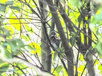 Brown-eared Bulbul 近所 Sun, 10/1/2023