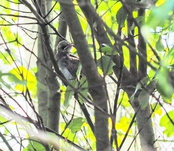 Brown-eared Bulbul 近所 Sun, 10/1/2023