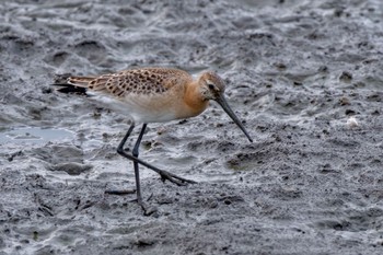 Black-tailed Godwit Isanuma Sun, 9/24/2023