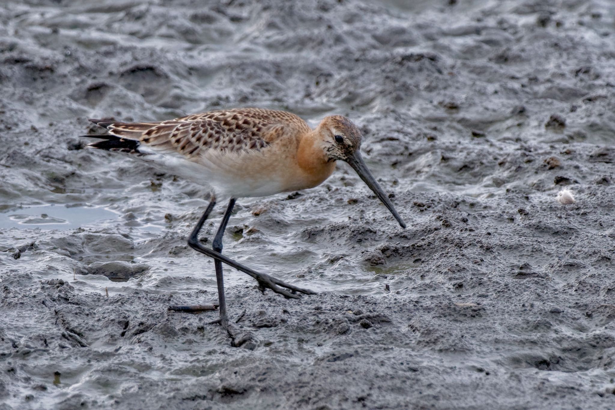 Photo of Black-tailed Godwit at Isanuma by アポちん