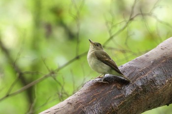 Sun, 10/1/2023 Birding report at 東山植物園