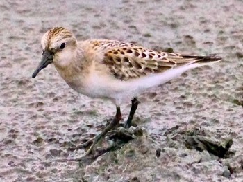 2023年10月1日(日) 伊佐沼の野鳥観察記録