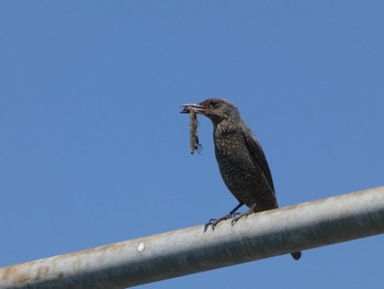 2023年6月17日(土) 布目ダムの野鳥観察記録