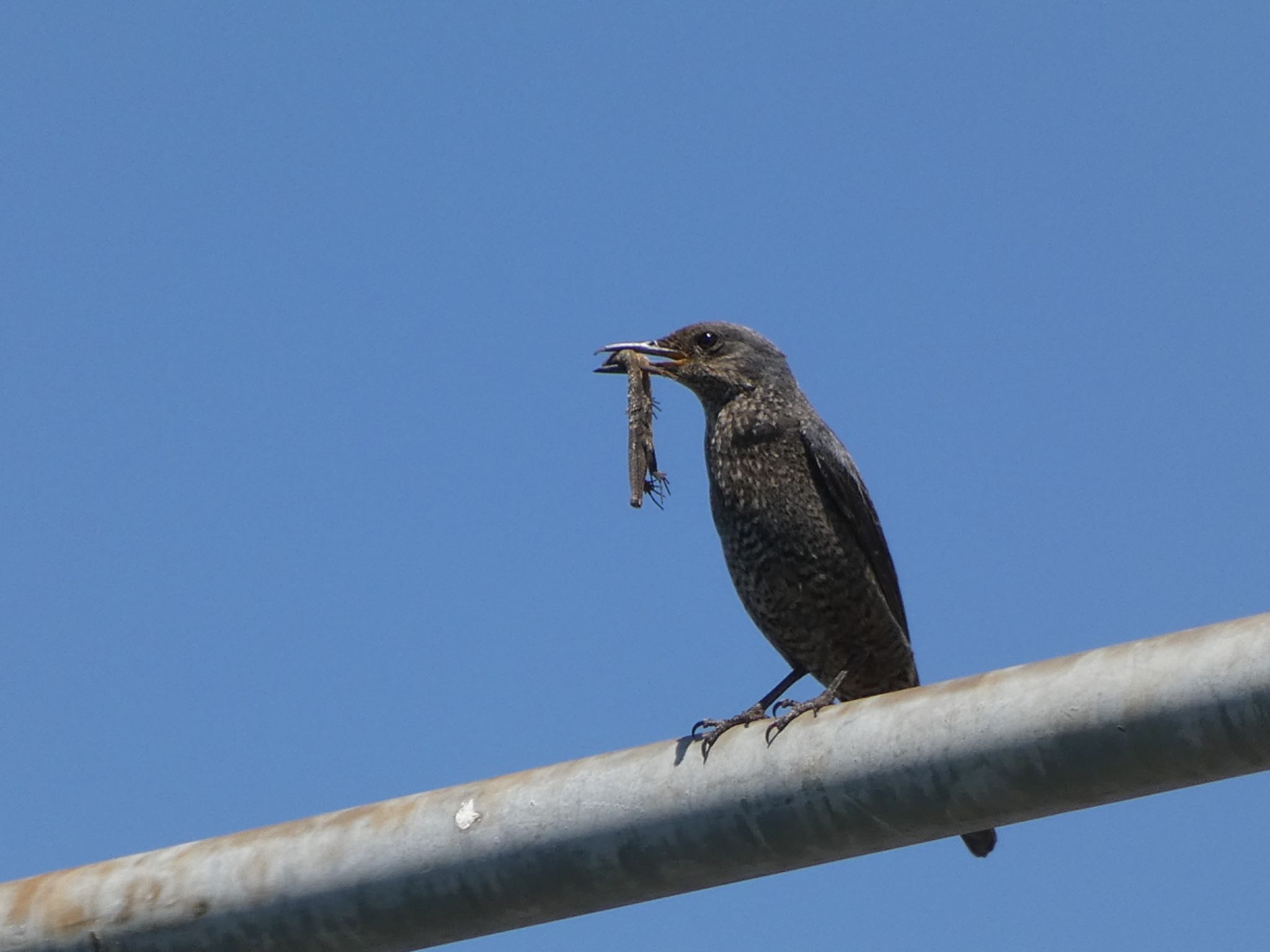 Blue Rock Thrush